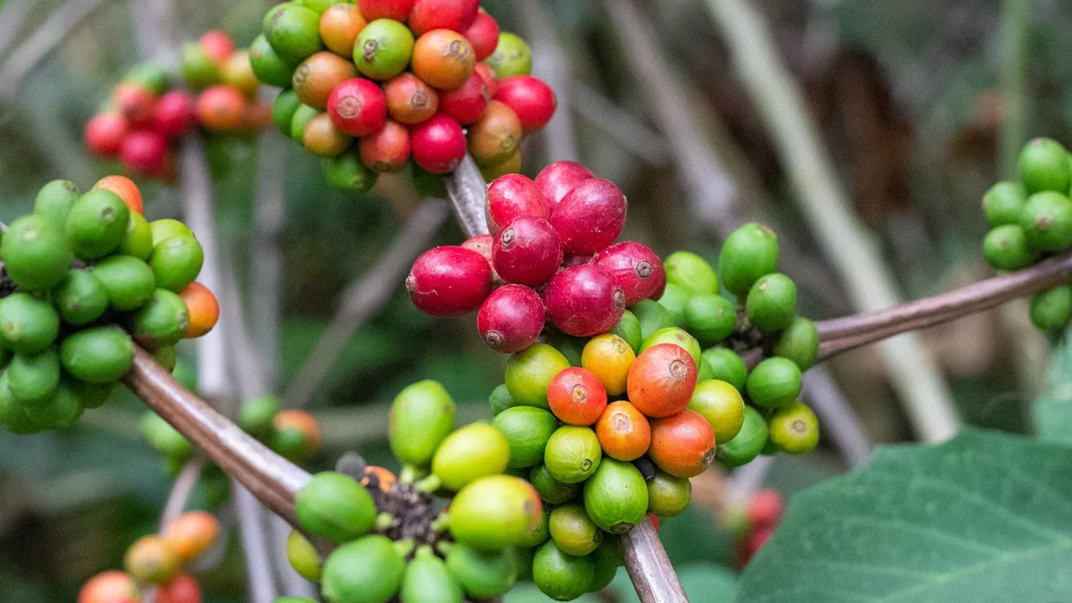 Vibrant unripe coffee berries in red, green, and orange on a branch, highlighting the harvest season.