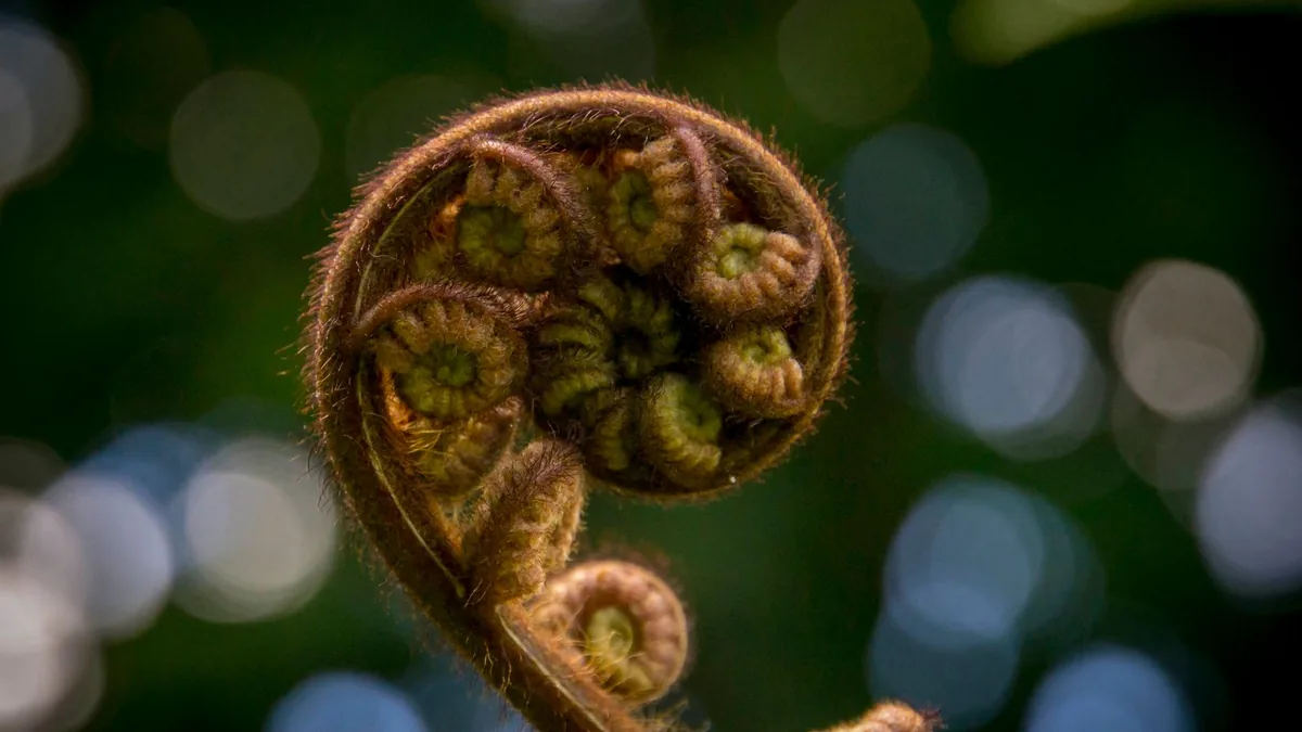 Detailed macro shot of a fiddlehead fern with a soft bokeh backdrop, capturing nature's intricate design.